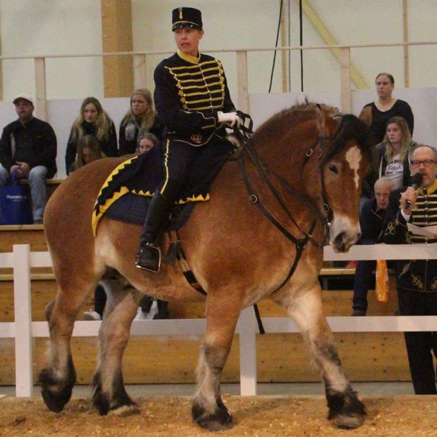 Swedish Ardennes Horse